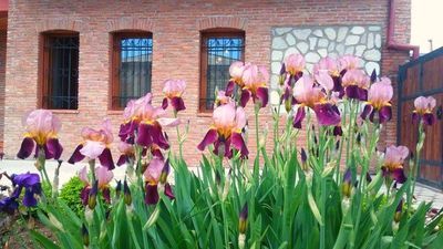 ჩემი სახლი_9