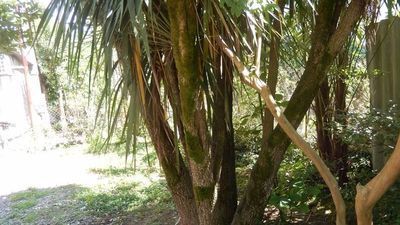 მიშიკო_5