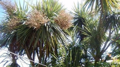 მიშიკო_7