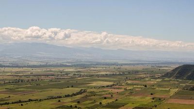 მიმინო_8