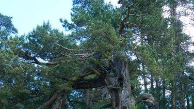 სასტუმრო თუშეთი-თრეველ_8