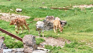 აგროტურისტული ფერმა თირები_9