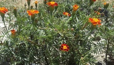 ქერიგო_6