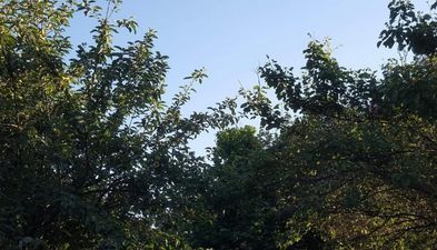 კახიმერი_2