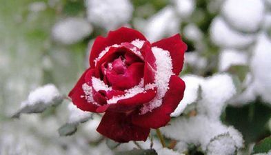 კალიფსო კვარიათი ინნ_8