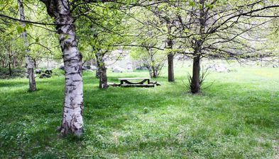 მწვანე კოტეჯები_2