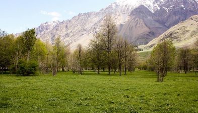 მწვანე კოტეჯები_3