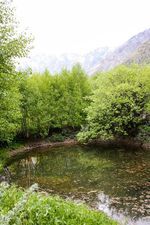 მწვანე კოტეჯები_5