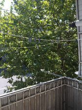 ბინა ალეკო_2