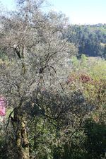 ელდარი_3