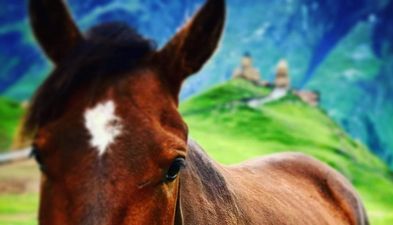 საოჯახო სასტუმრო ბექა ნავერიანი ჟაბეშში_3