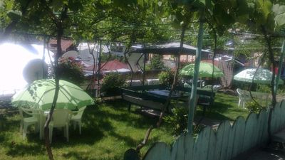 მწვანე ვარდი_8