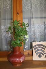 კივის სახლი_5