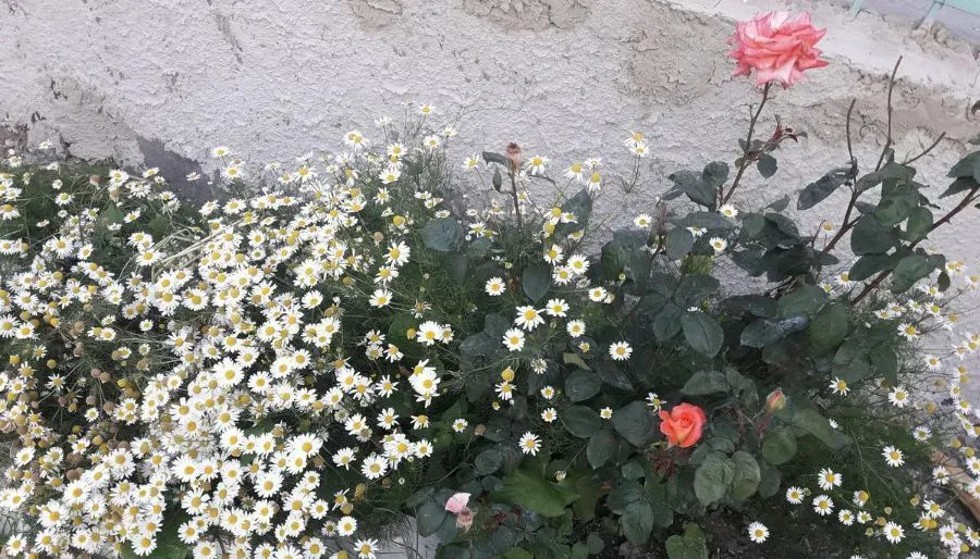 MARI — Photo 9