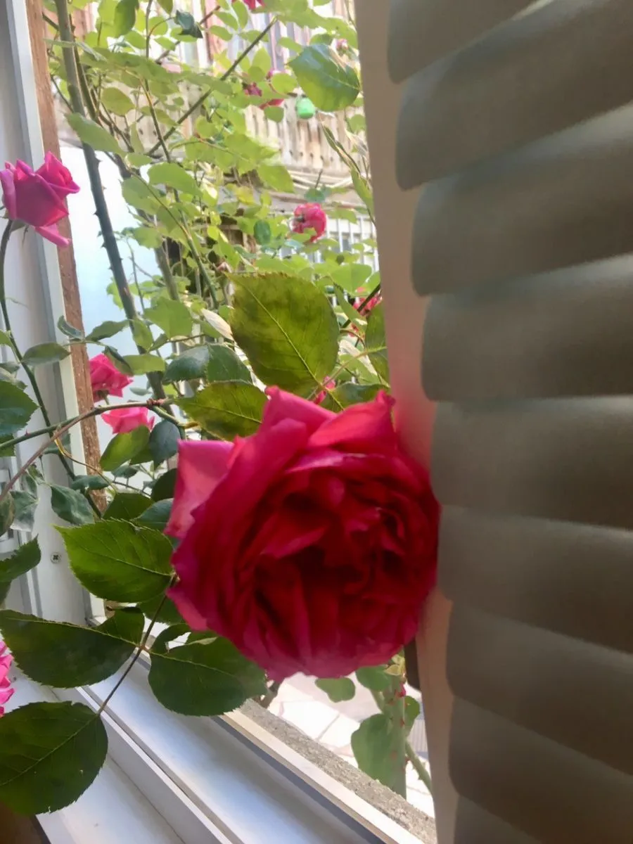 Lilu’s home — Photo 1