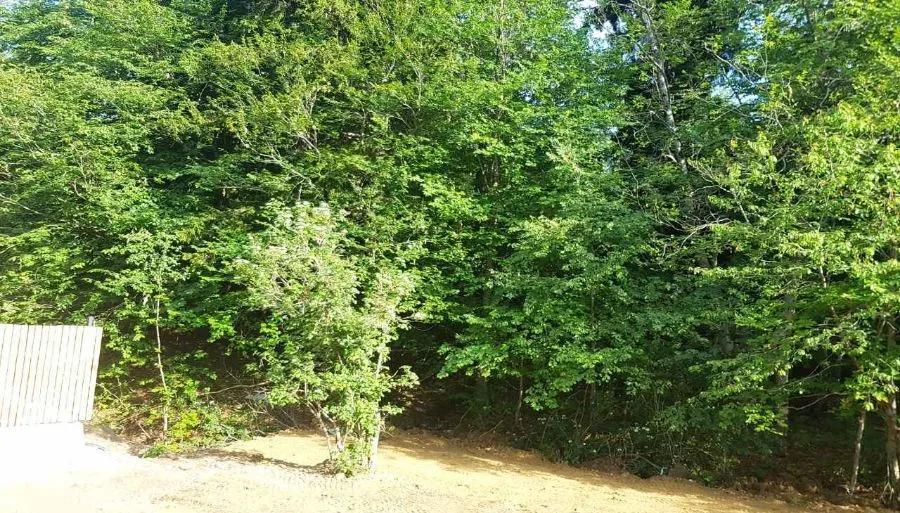 KOKHTA BAKURIANI — Photo 13