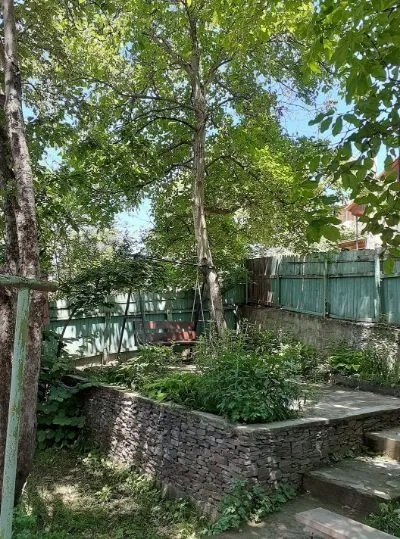 თორელი