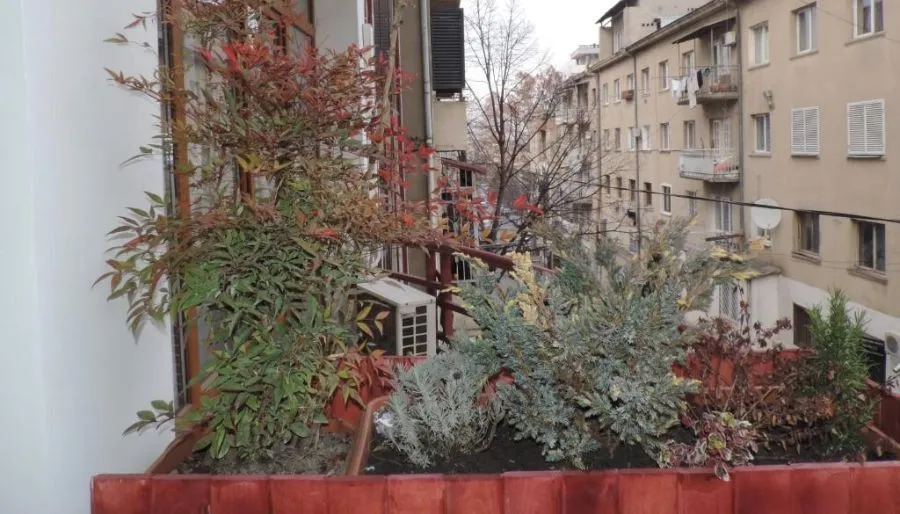 ვიპ ვიქტორია — ფოტო 18