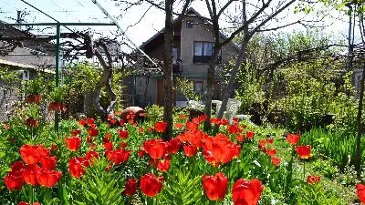 Milorava's Guest House & Wine Cellar — Photo 30