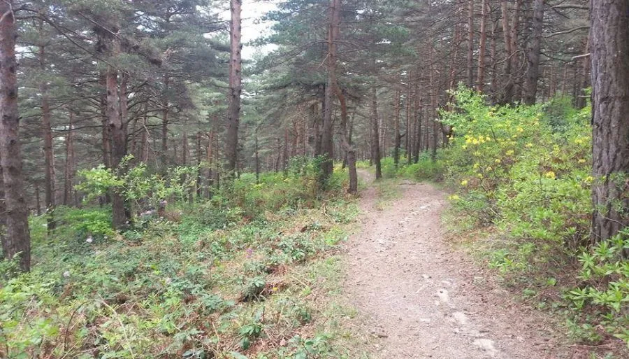 წითელი ტყუპი — ფოტო 10