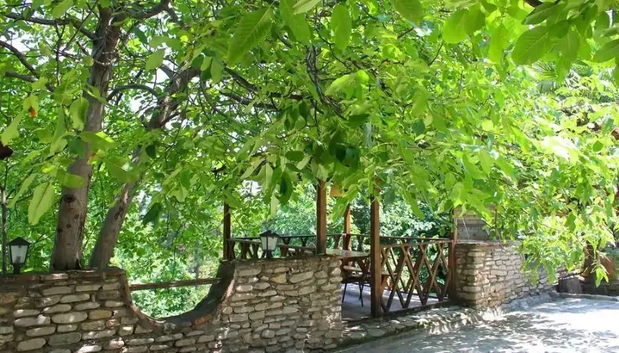 რები გურჯაანი — ფოტო 6