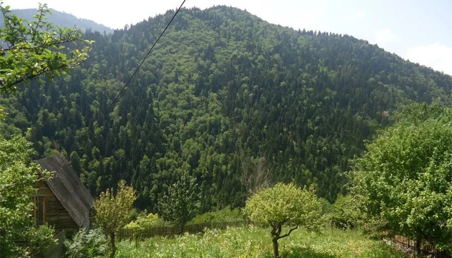 ბეკო — ფოტო 3