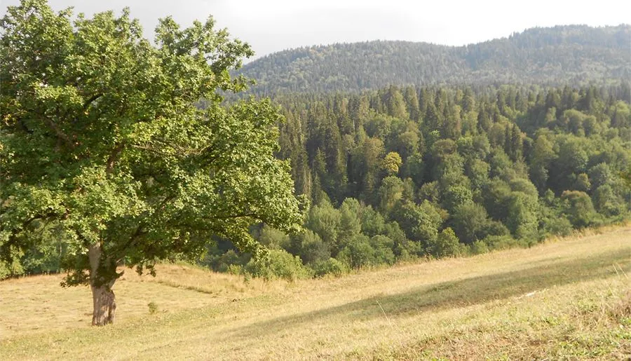 ბეკო — ფოტო 16