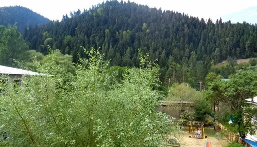 ნატვრის ხე — ფოტო 14