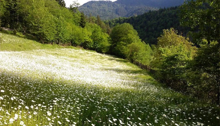 ეკო კოტეჯები — ფოტო 10