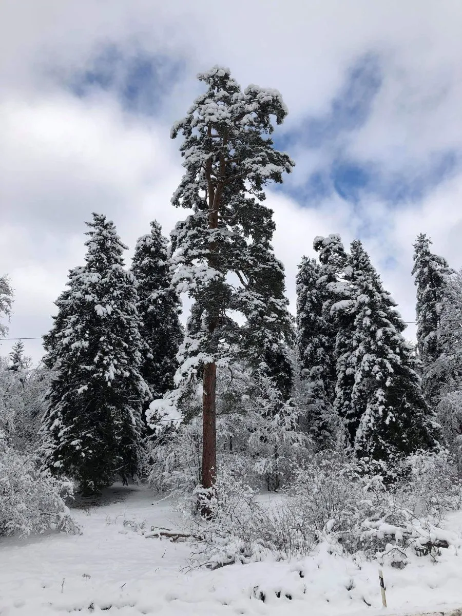 Bakuriani Mgzavrebi Apt 211 — Photo 3